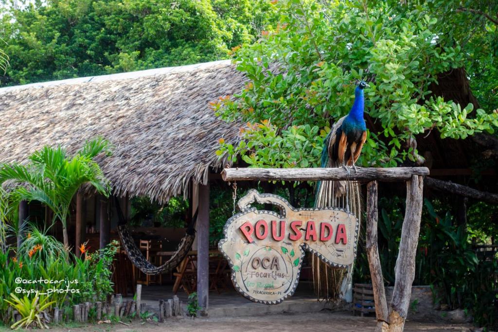 un pavo real sentado en un cartel frente a un restaurante en Oca Tocarijus Eco Resort en Piracuruca