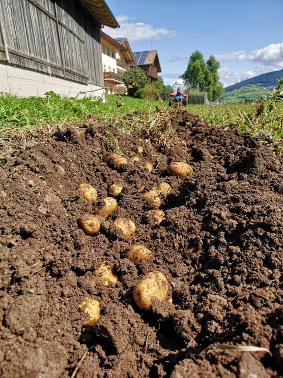 Przyroda w pobliżu tego gospodarstwa agroturystycznego