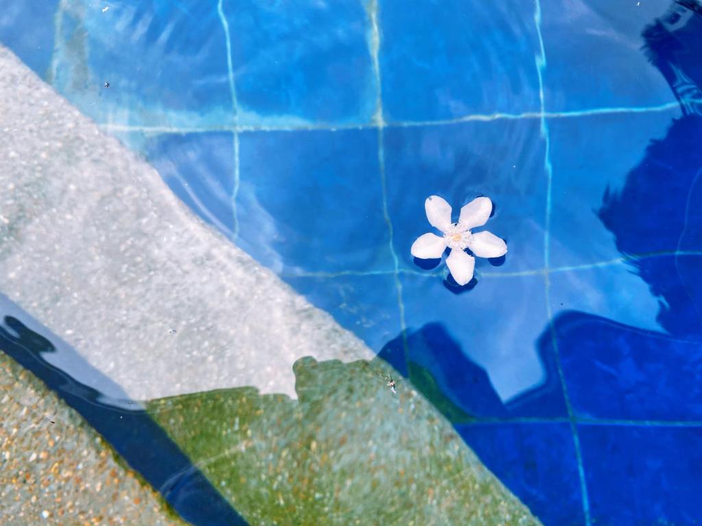 Bazén v ubytování Molly Resorts nebo v jeho okolí
