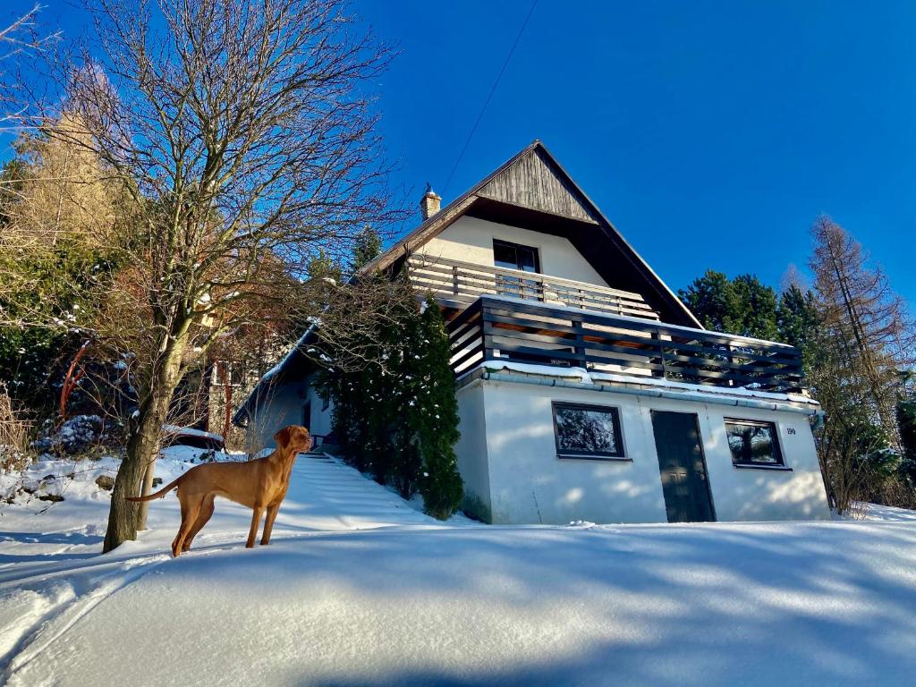 a dog standing in the snow in front of a house at Widokowy domek in Zasań