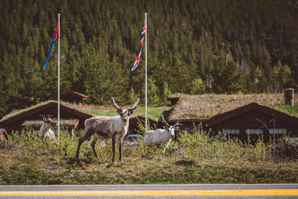 un par de animales parados en un campo con banderas en Saltdal Turistsenter en Storjord
