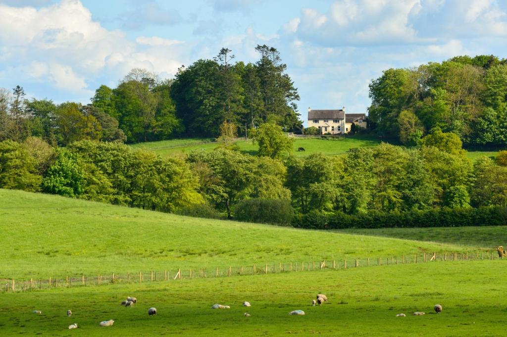 una manada de animales pastando en un campo con una casa en Dromard House en Enniskillen