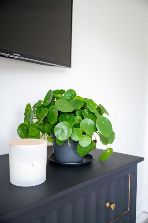 a potted plant sitting on top of a cabinet at Doghouse Margate in Kent