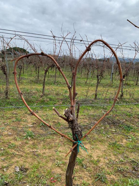 Fotografie z fotogalerie ubytování Agriturismo Mimosa v destinaci Rispescia