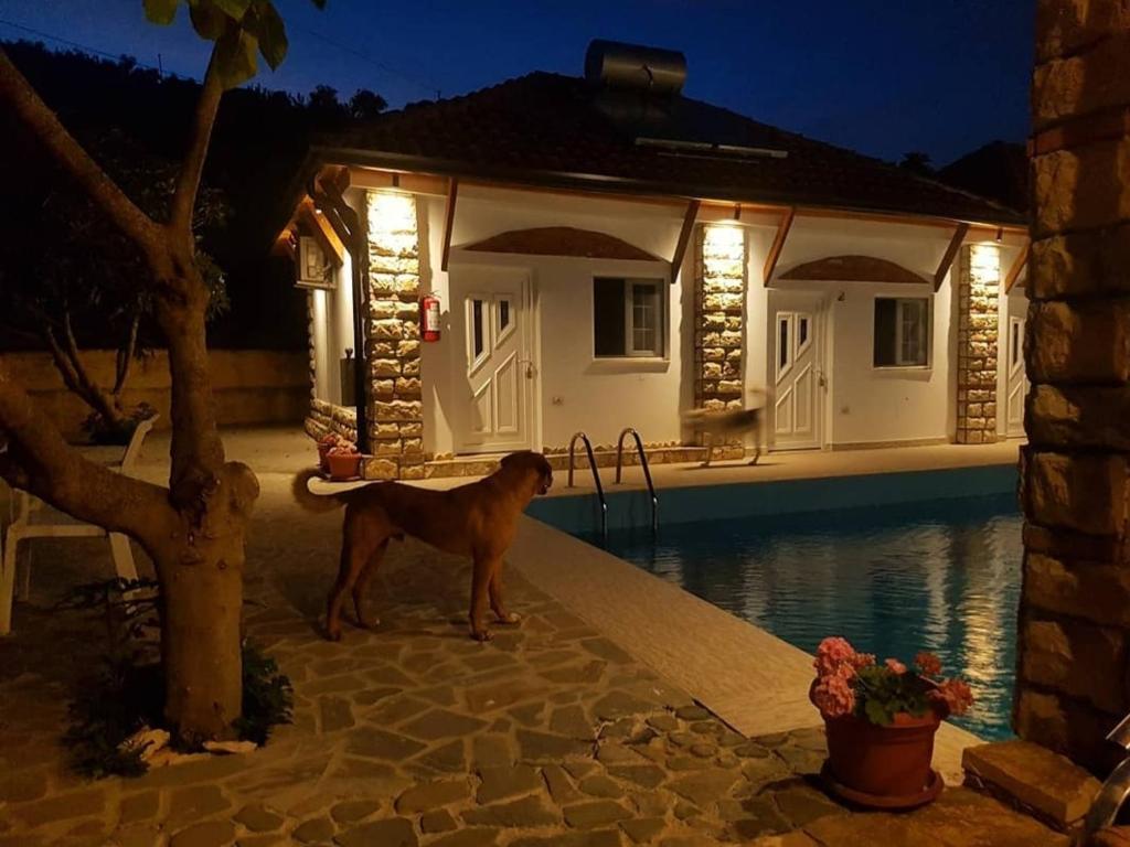 a dog standing in front of a house at night at Guesthouse Lord Byron in Tepelenë