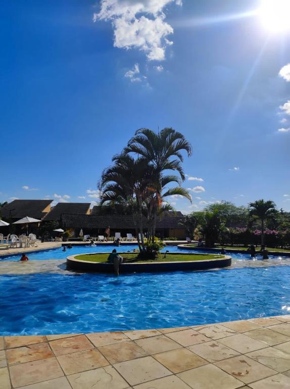 a palm tree in the middle of a swimming pool at Flat WinterVille Residence - Gravatá in Gravatá