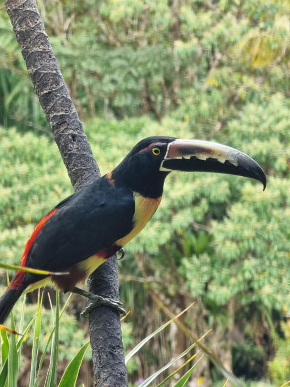 a bird with a long beak sitting on a tree at Hotel La Rana de Arenal in Nuevo Arenal