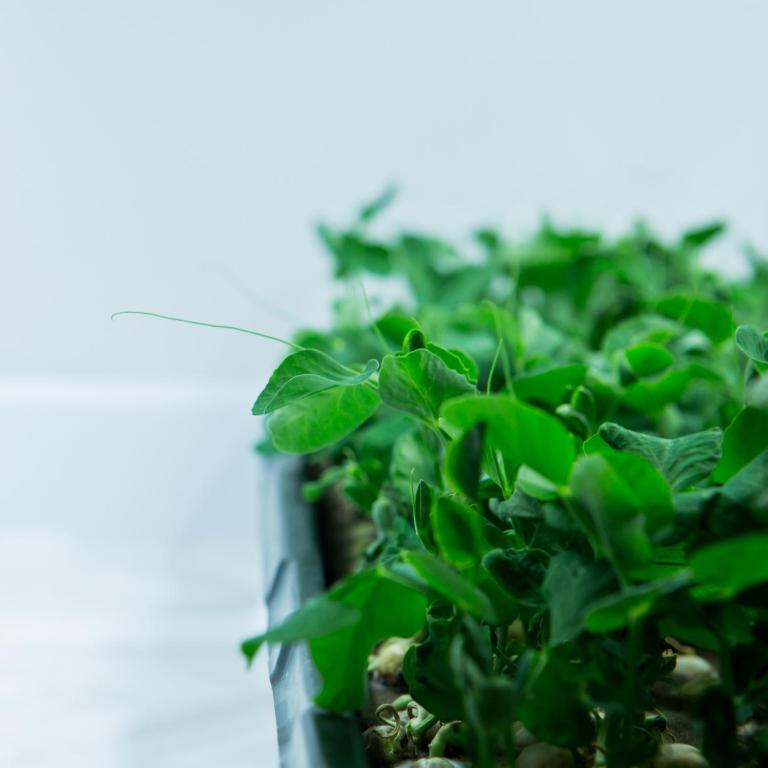 The Grand Winnipeg Airport Hotel by Lakeview - Resim 5