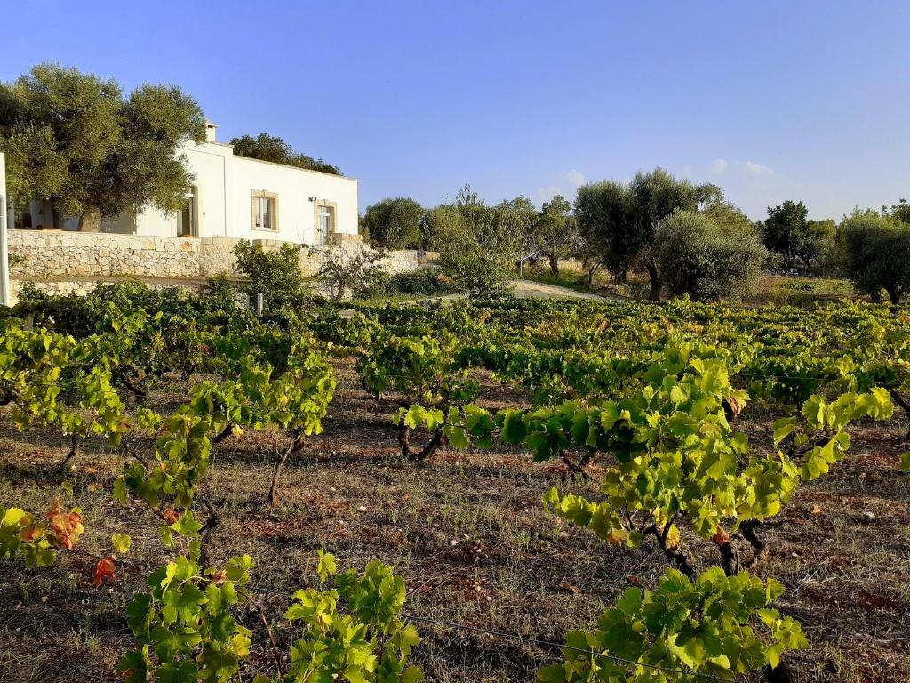 Casa dei Vigneti