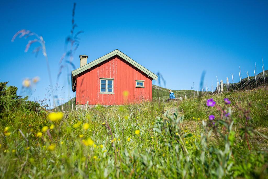 a red house in the middle of a field of flowers at Olestølen in Skammestein