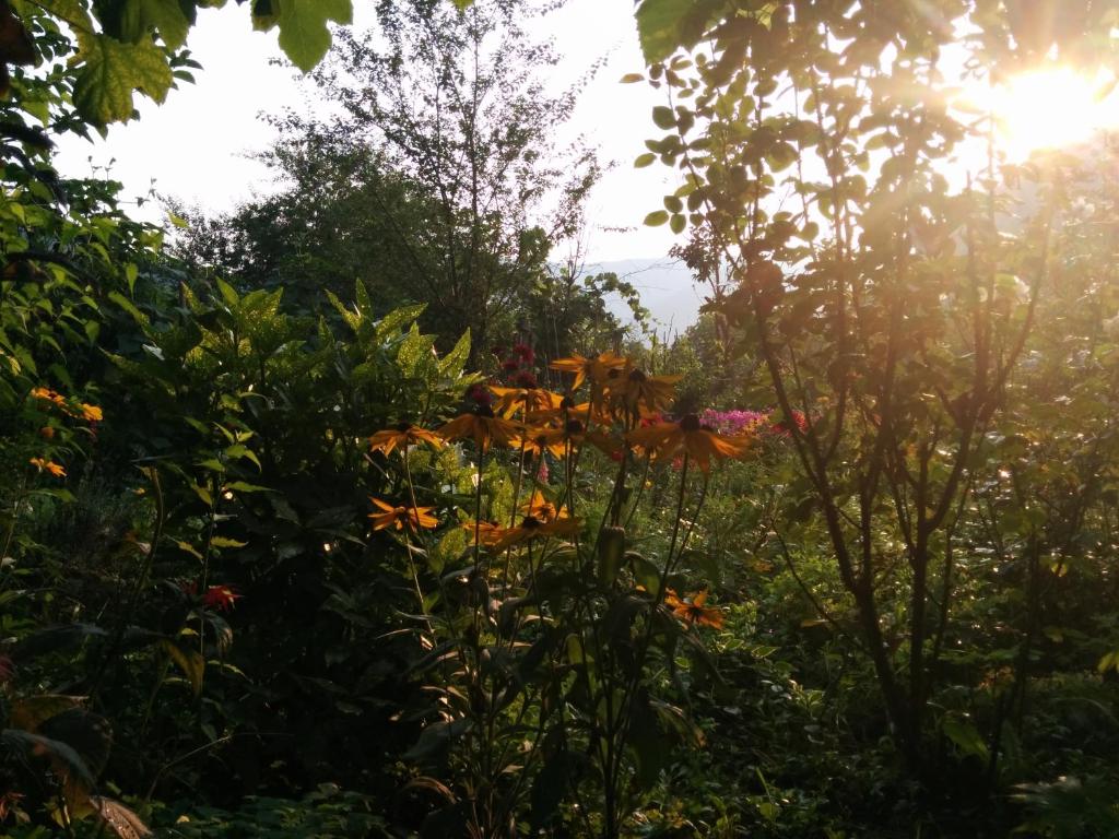 Zahrada ubytování Pension Casa Anadam