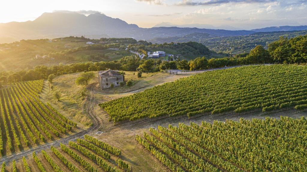an aerial view of a vineyard with a building on a hill at Borgo San Gregorio in Sorbo Serpico