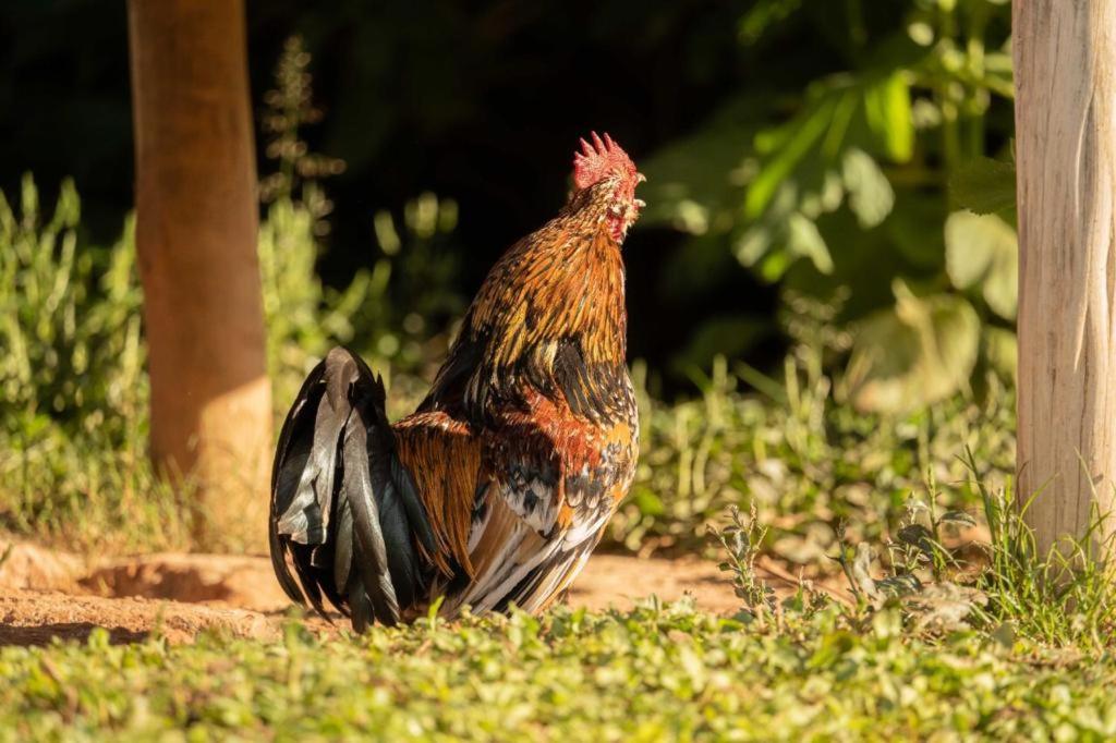 a chicken standing in the grass in the yard at Pousada Campestre Vila Tiradentes in Tiradentes