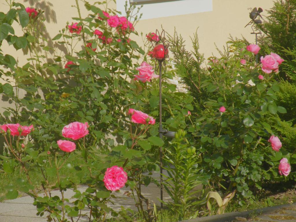 Giardino di Am Lindenbaum