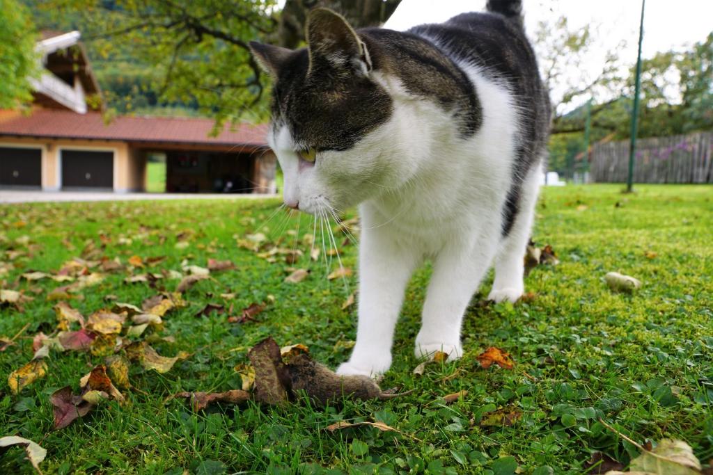 Domácí mazlíčci ubytovaní s hosty v ubytování Hoderhof