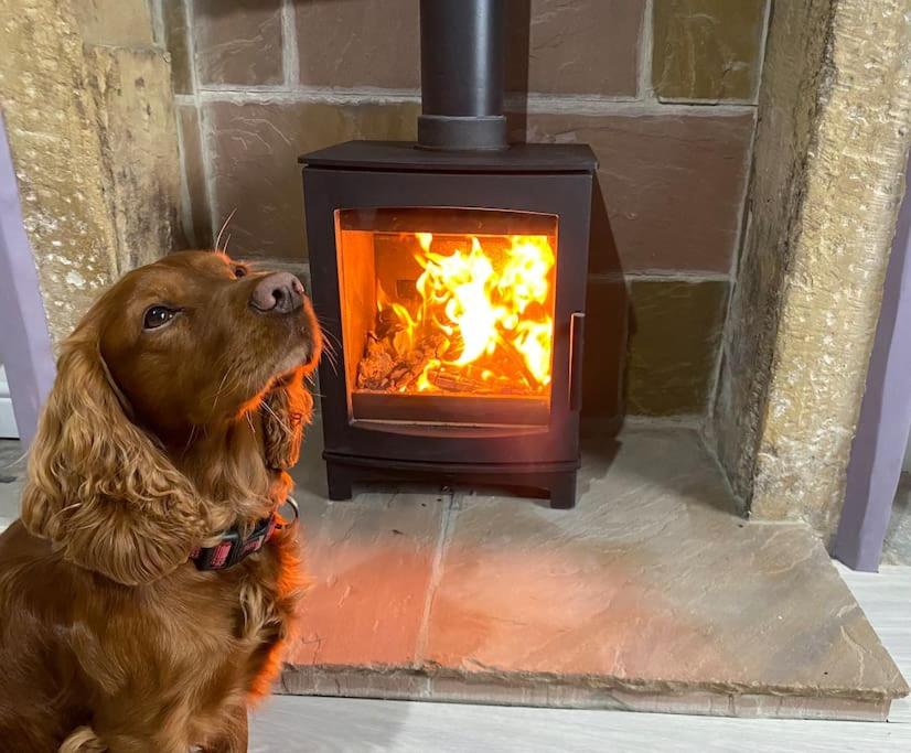 a brown dog sitting in front of a fireplace at Custard creams cottage in Knaresborough