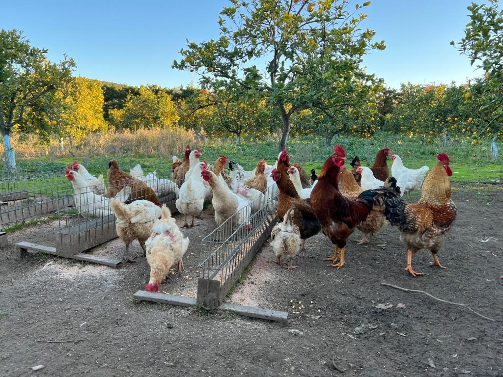 a group of chickens standing around in a pen at Aktaion Resort in Gythio