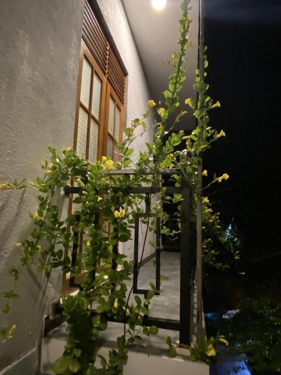 Zahrada ubytování Nimal's House