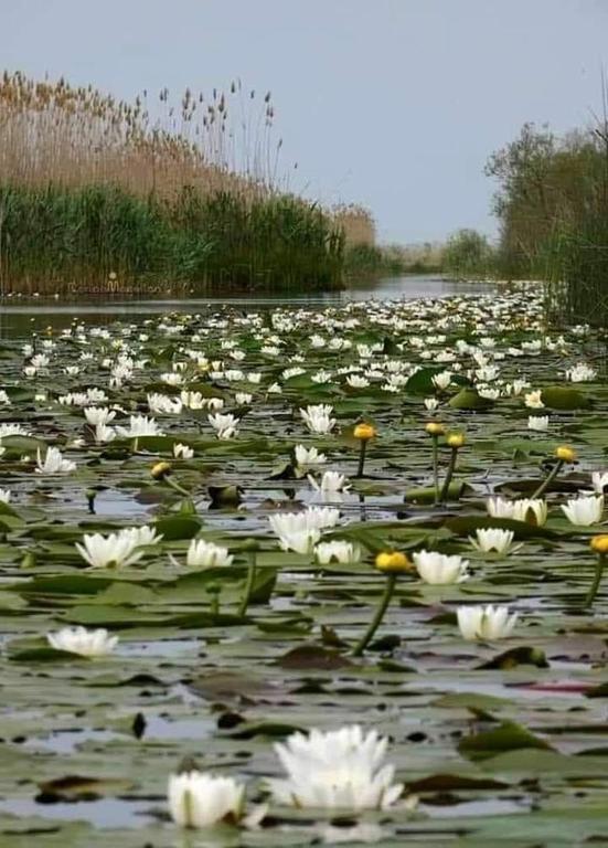 a large field of white flowers on a lake at Chilia 1 Apartments in Chilia Veche