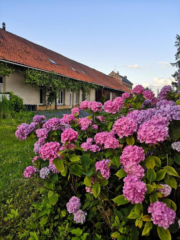 une brousse de fleurs roses devant une maison dans l'établissement Eco-Gîte de L'Etang Présent, à Hornaing
