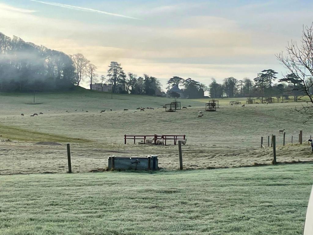 a field with a bunch of animals in the distance at Cottars in Winfrith Newburgh