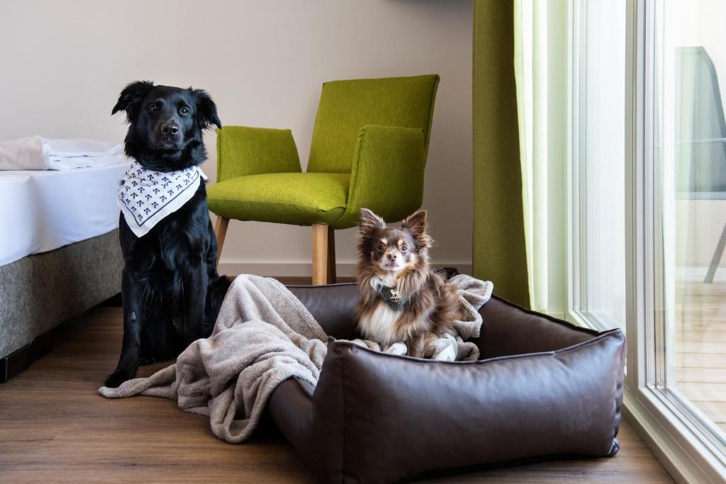 Domácí mazlíčci ubytovaní s hosty v ubytování Schnitzers Dahoam - Hundefreundlich