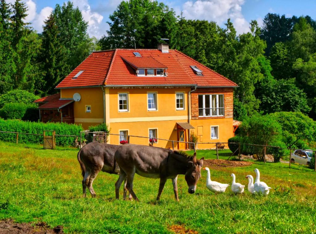 a horse grazing in a field in front of a house at Chalupa Jenín in Dolní Dvořiště