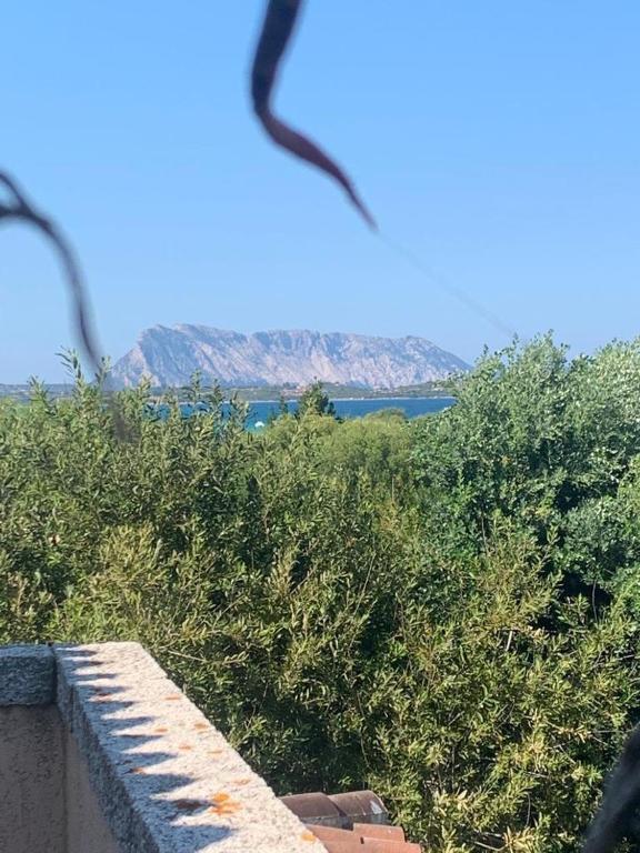 a view of the ocean from a wall with bushes at La Cinta in San Teodoro