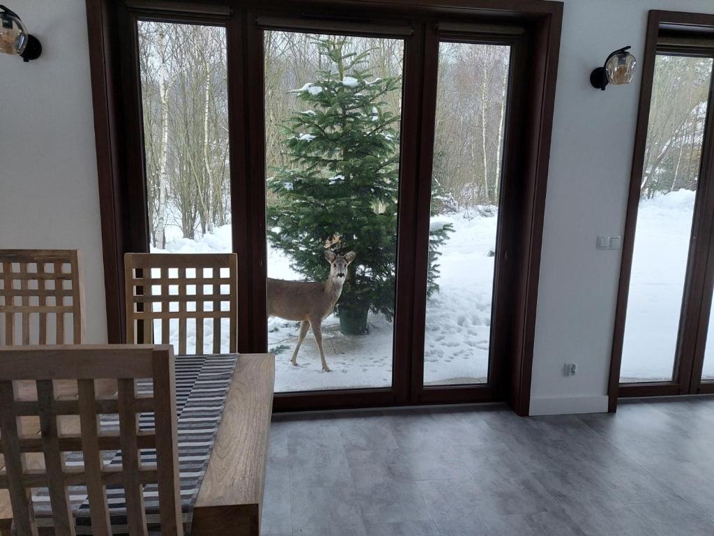 a deer is looking out the window of a house at Willa Na Pstrążnicy in Kudowa-Zdrój