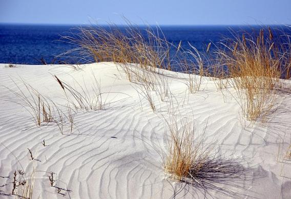 piaszczysta plaża z trawą w piasku i oceanie w obiekcie MILDA w mieście Juodkrantė