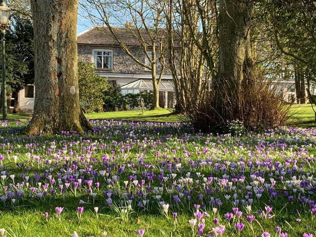 un campo de flores púrpuras delante de una casa en Woodlands Hall Hotel, en Ederyn