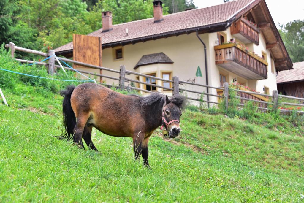 Zvieratá v apartmáne alebo blízkom okolí