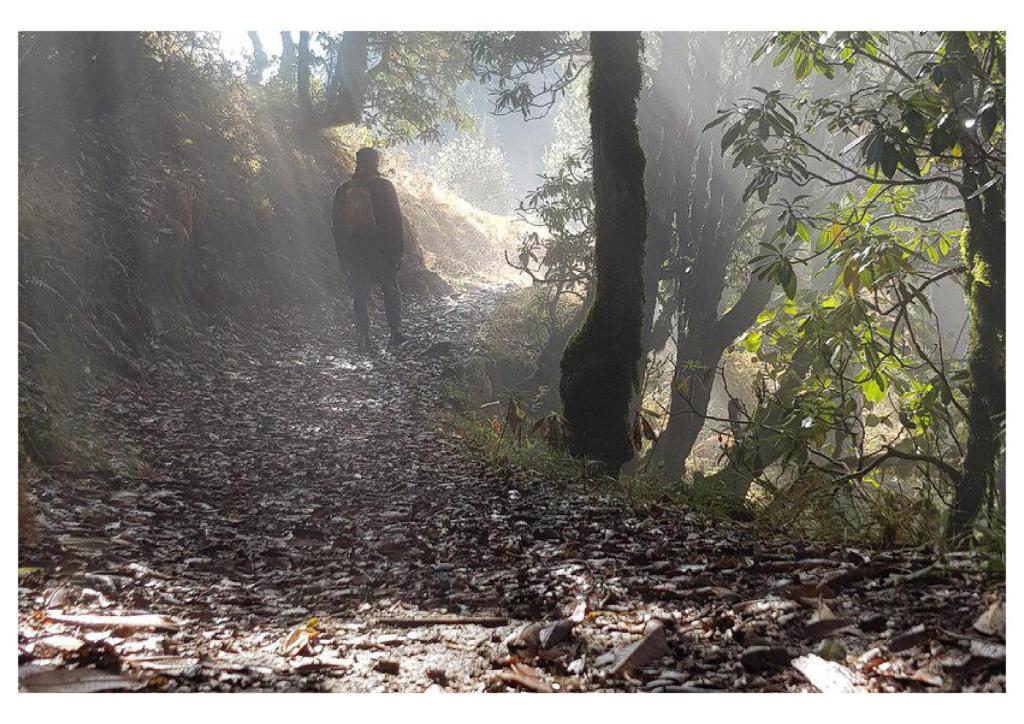 カナタルにあるKanatal Kuteerの霧林の道を歩く男