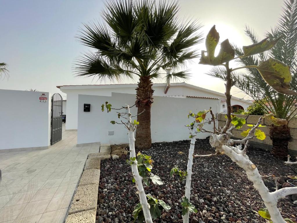 einen Garten mit Palmen vor einem Gebäude in der Unterkunft Lovely Home Casa Tamaide - Costa del Silencio - in Costa Del Silencio
