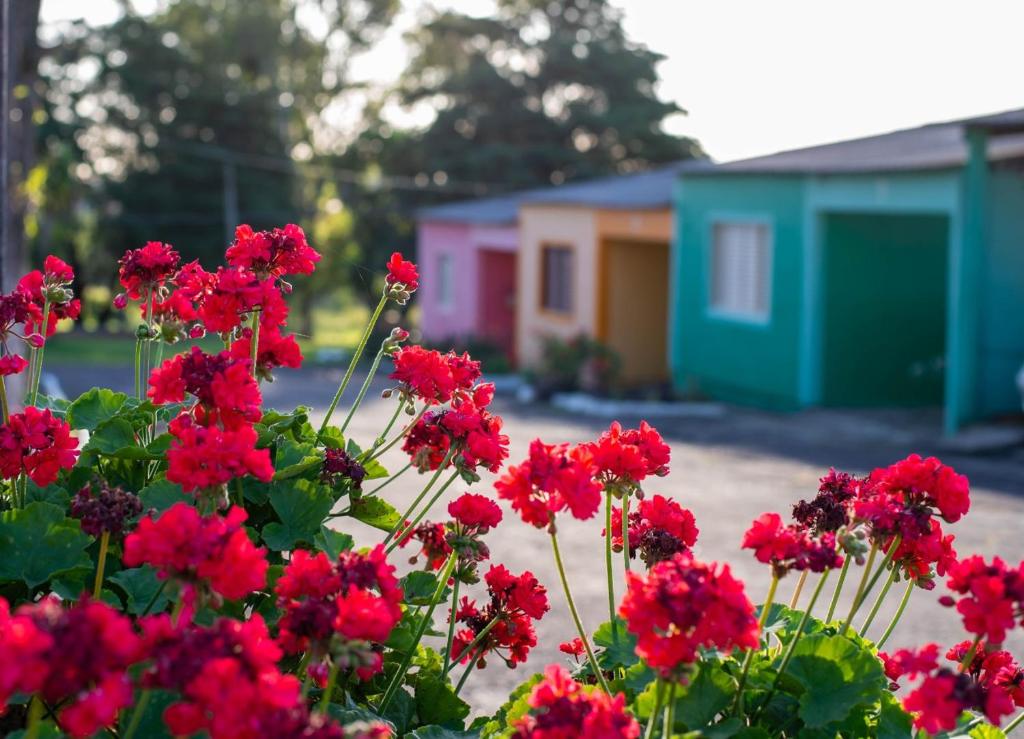 a bunch of red flowers in front of a house at La Campaña in São Gabriel