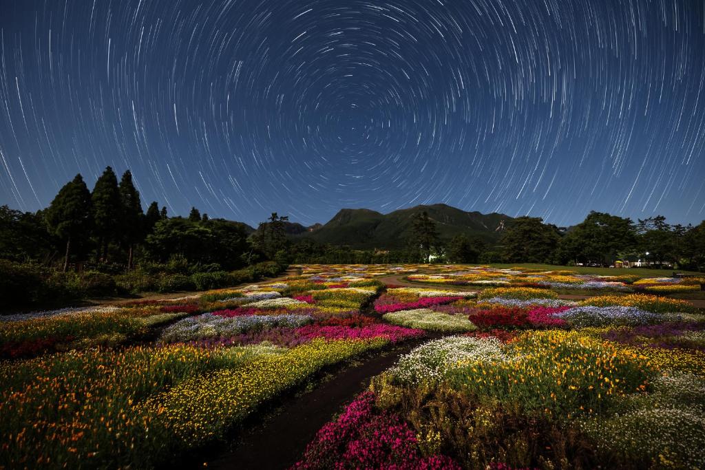 a field of flowers with star trails in the sky at くじゅう花公園　キャンピングリゾート花と星 in Kuju