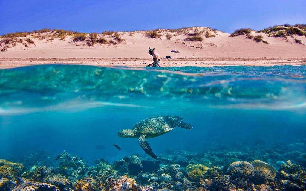 a man and a turtle swimming in the ocean at Tortuga Dafni Bay Villas Diver's Paradise in Vasilikos