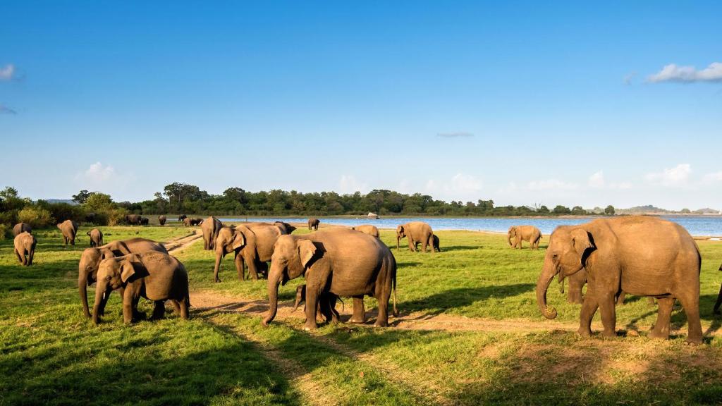 a herd of elephants in a field near a river at The Grand Leisure Villa in Udawalawe
