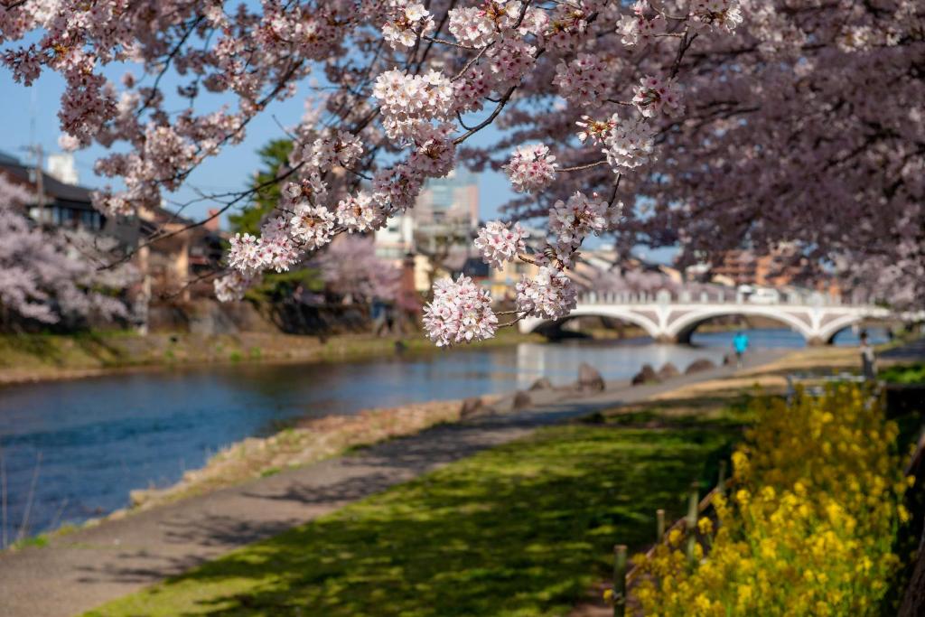 a bridge over a river with pink cherry trees at ANA Crowne Plaza Kanazawa by IHG in Kanazawa