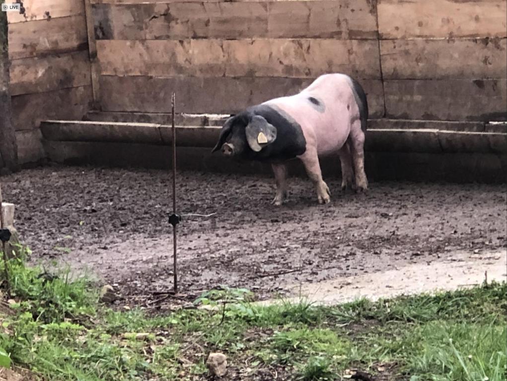 Zvířata v hotelu nebo okolí