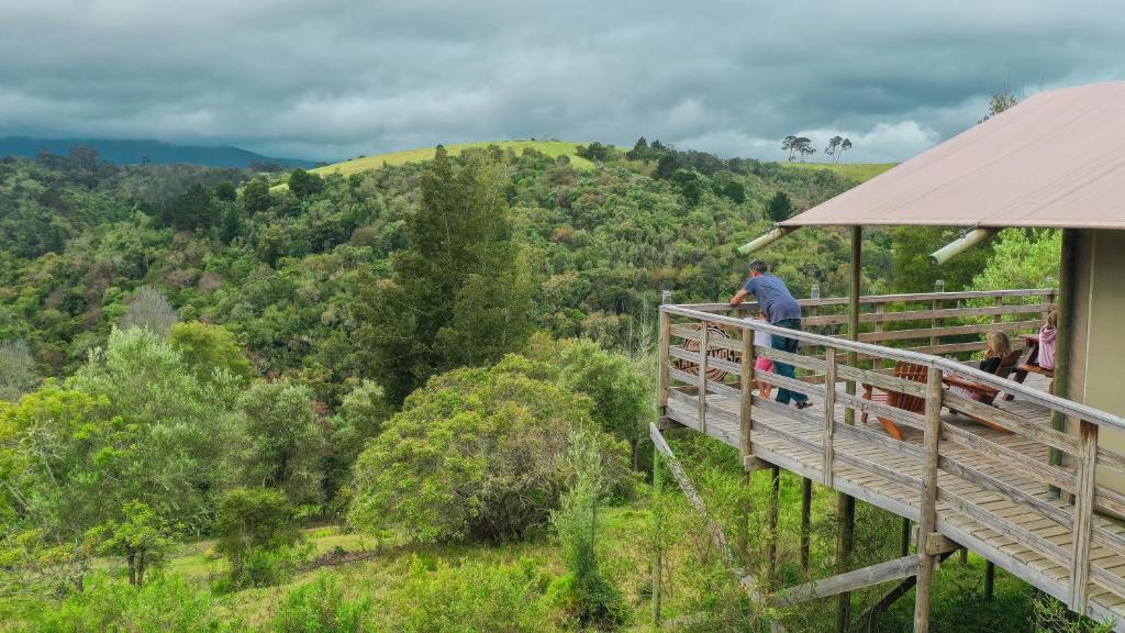 a man standing on a deck looking at the forest at AfriCamps at Ingwe in Plettenberg Bay