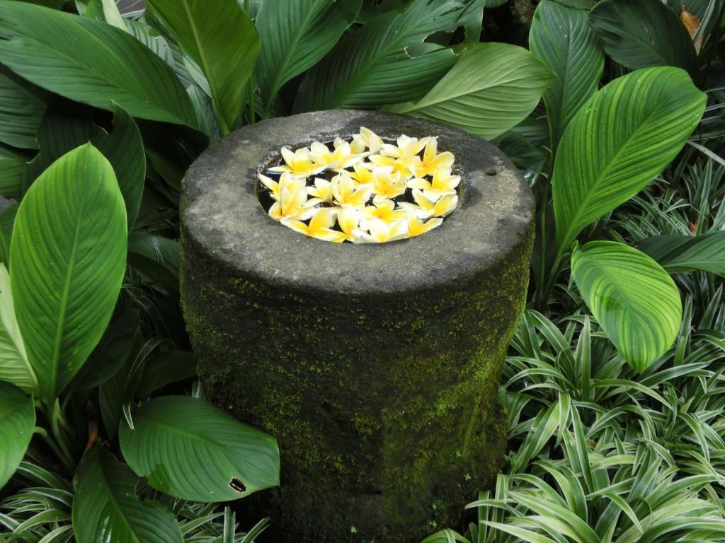 Zahrada ubytování Latugu Homestay Ubud