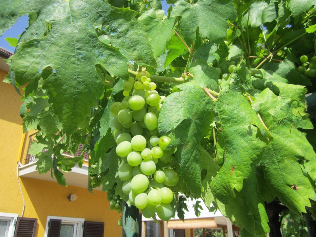 Zahrada ubytování Agriturismo La Carlina