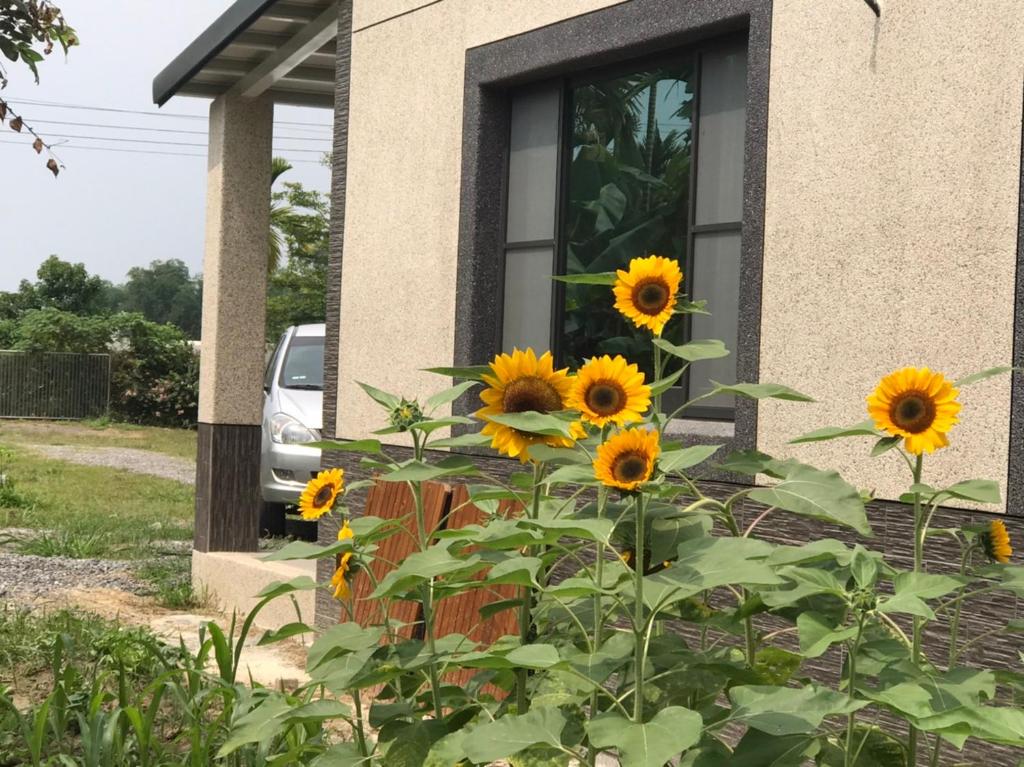 a bunch of sunflowers in front of a house at 養生無憂村 採果樂 再送藝術扇子 in Chaozhou