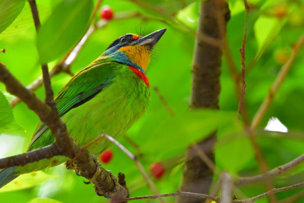 a colorful bird perched on a tree branch at He Tian Ju Villa in Jiaoxi