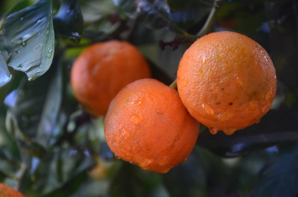 a group of oranges hanging from a tree at Villa Green flower in Casablanca