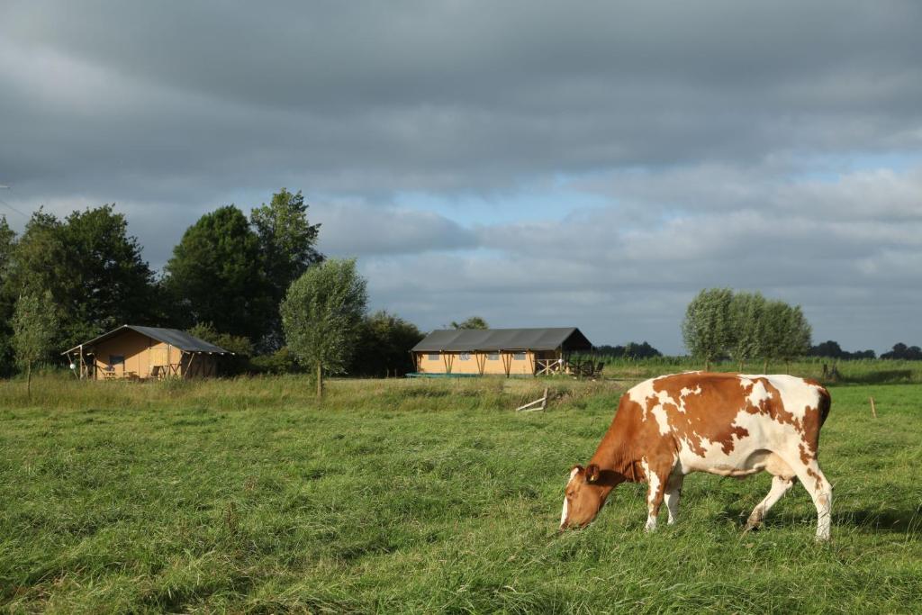 Zvířata v luxury tent nebo okolí