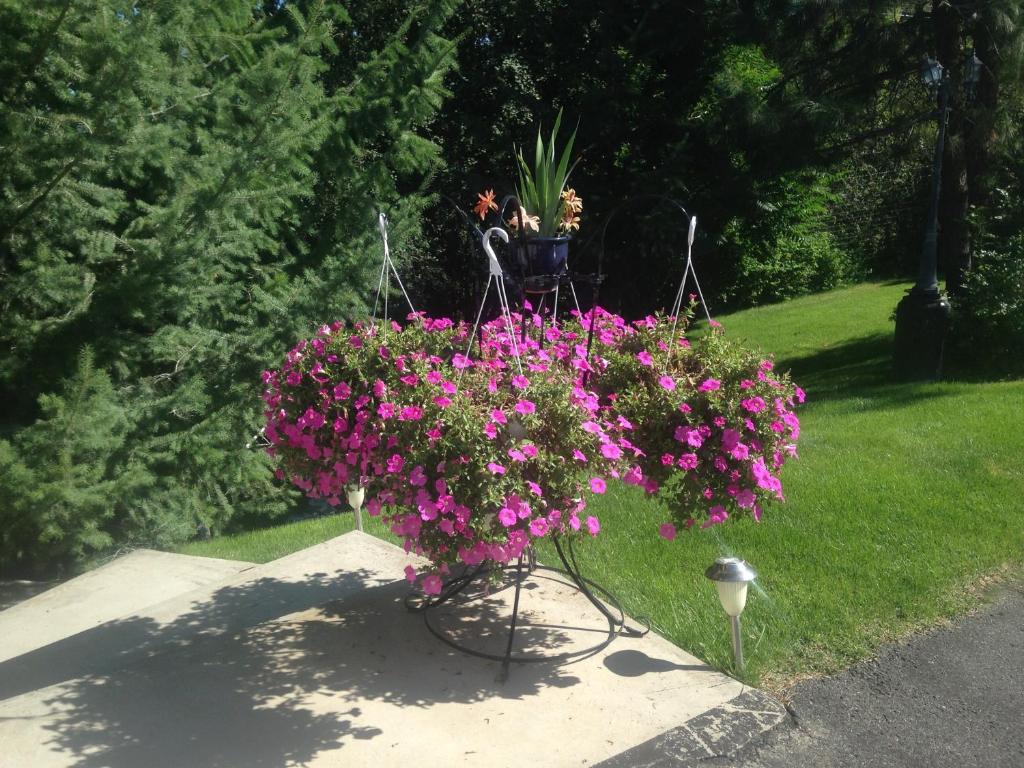En hage utenfor Eagle's Nest B&B