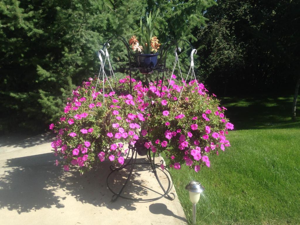 En hage utenfor Eagle's Nest B&B