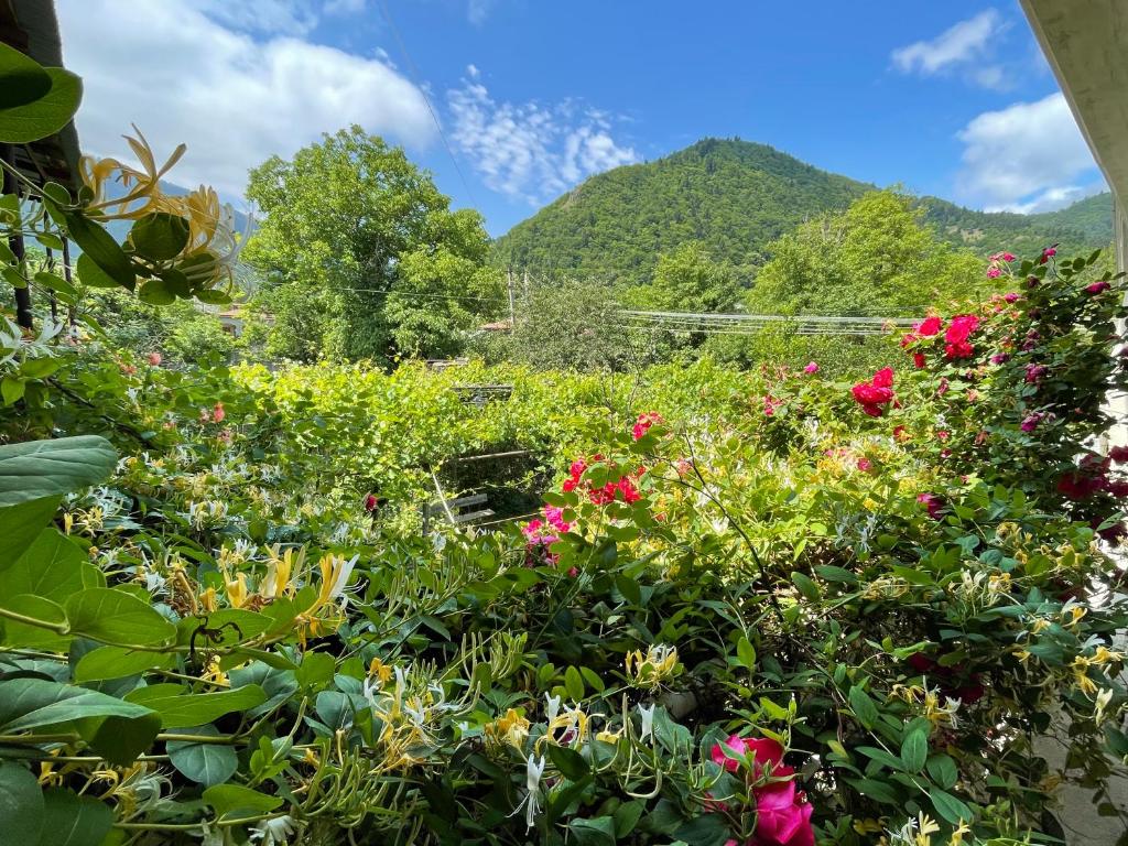 un jardin de fleurs avec des montagnes en arrière-plan dans l'établissement Koticha, à Bordjomi
